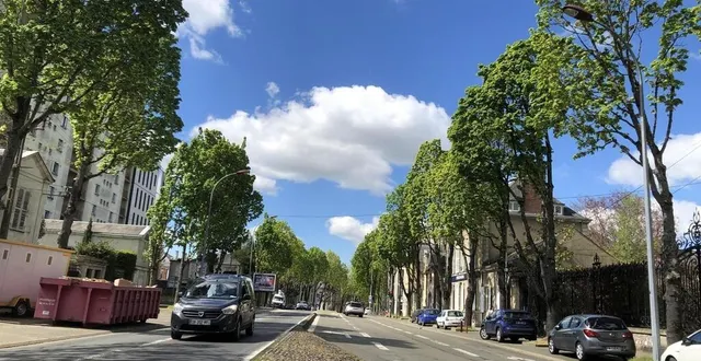 photo  les arbres de l’avenue bollée, au mans, qui vont être abattus dans le cadre du projet d’aménagement des chronolignes.  &copy;  ouest-france 