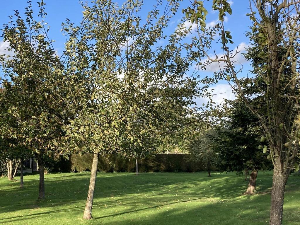 Comment planter un arbre dans son jardin et en prendre soin : huit ...