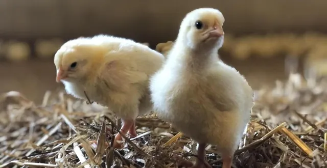 photo  près de 60 000 poussins ont péri asphyxiés dans un poulailler à bessé-sur-braye.  &copy;  archives le courrier de l’ouest 