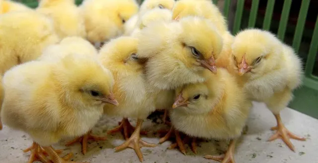 photo  60 000 poussins ont été retrouvés morts dans une exploitation de bessé-sur-braye (sarthe), ce jeudi 27 juin 2024.  &copy;  ouest france archives 