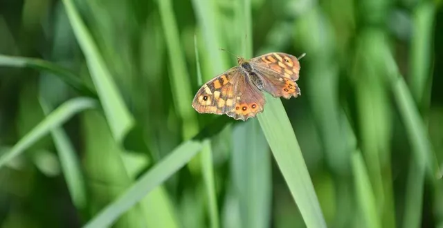 photo  plusieurs espèces protégées sont présentes sur les parcelles concernées.  &copy;  illustration po – nathalie bourreau 