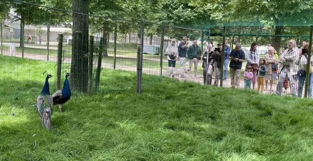 photo  deux paons ont été introduits dans le parc des promenades, à alençon, le lundi 1er juillet 2024, ils succèdent à la mascotte léon, morte en 2023.  &copy;  ouest-france 
