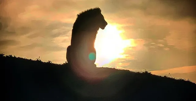 photo  les lions sont particulièrement actifs le soir.  &copy;  bioparc de doué 