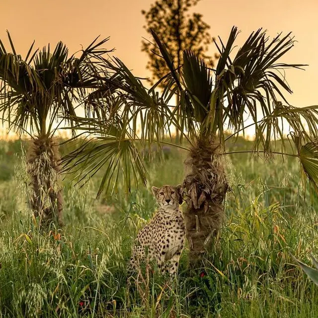 Le cratère des carnivores au crépuscule. Sébastien Gaudard photo le cratère des carnivores au crépuscule. © sébastien gaudard