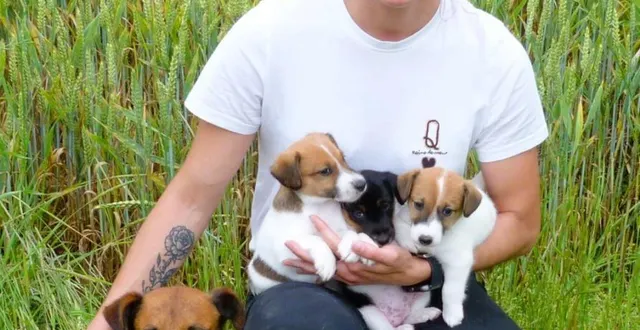 photo  les chiots, ici avec leur papa « sonic », partiront bientôt pour une nouvelle vie.  &copy;  ouest-france 