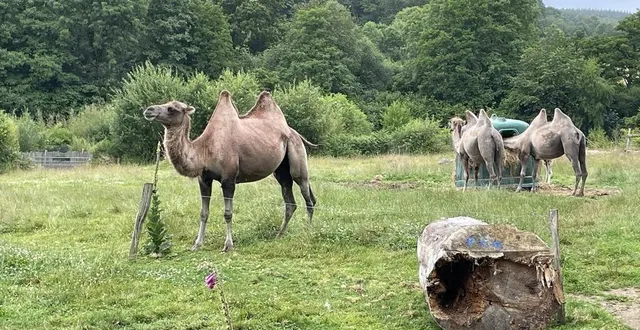 photo  le parc animalier d’écouves, dans l’orne, a été condamné par le tribunal correctionnel de coutances, mercredi 3 juillet 2024.  &copy;  ouest-france 
