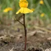 photo utricularia australis : une découverte à faire lors de cette sortie.