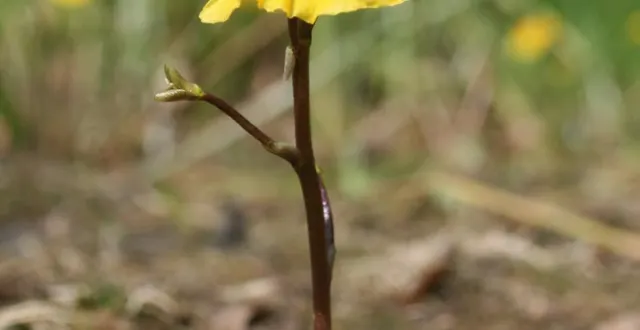 photo  utricularia australis : une découverte à faire lors de cette sortie.  &copy;  florent maufay 