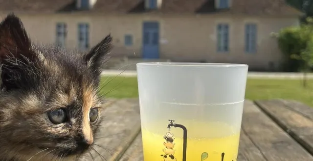 photo  la spa organise un pique-nique le 14 juillet, à pervenchères.  &copy;  photo fournie par la spa 