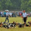 photo entre 60 et 70 équipages totalisant 900 chiens vont se présenter toute la journée au public.