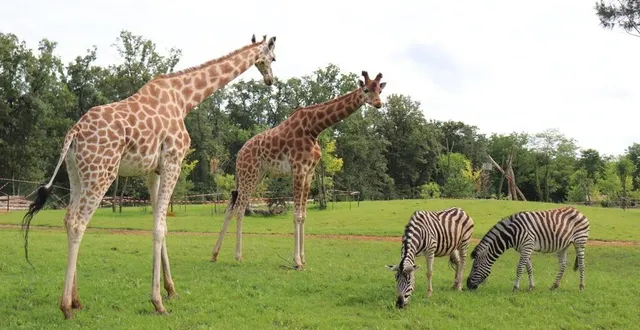 photo  au zoo de la flèche, sept girafes et deux zèbres évoluent dans un nouvel environnement, la plaine africaine. les visiteurs y ont accès depuis lundi 8 juillet 2024.  &copy;  ouest-france 