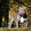 photo  les mêmes chiens,?de race american bully, ont attaqué l’adolescente et la septuagénaire, en 2022. ils ont été euthanasiés. 