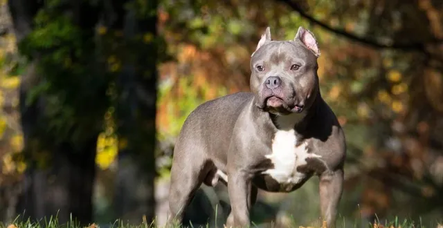 photo  les mêmes chiens,?de race american bully, ont attaqué l’adolescente et la septuagénaire, en 2022. ils ont été euthanasiés.  &copy;  archives ouest-france 