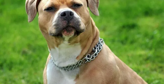 photo  l’american bully est une race de chiens issue du croisement entre l’american staff (photo) et le pit-bull.  &copy;  photo d’illustration le courrier de l’ouest - marie delage 