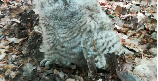 photo  rendez-vous ce vendredi, à 14 h, à la grange municipale.  &copy;  ouest-france 