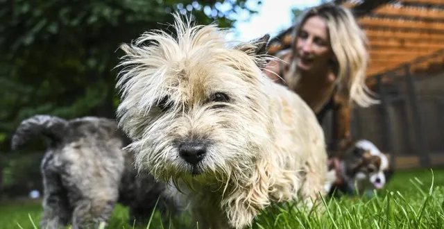photo  jeudi 27 juin 2024, souligné-sous-ballon. à la pension auberdog, au château de la freslonnière, les animaux de compagnie sont « en colonie ».  &copy;  le maine libre – denis lambert 