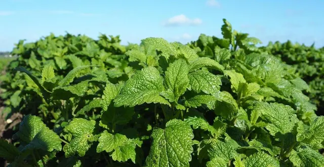 photo  l’agriculture agrobiologique tire la sonnette d’alarme.  &copy;  archives le courrier de l’ouest 