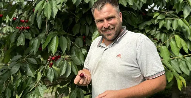 photo  les cerisiers de mickaël guy, plantés il y a huit ans, donnent à plein.  &copy;  yanne boloh 