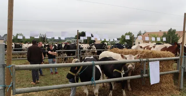 photo  plus d’une soixantaine de vaches ont attiré les yeux des venus au comice d’auvers-le-hamon.  &copy;  ouest-france 