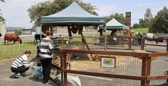 photo  le mc donald’s de sablé-sur-sarthe a accueilli des animaux sur son parking.  &copy;  ouest-france 
