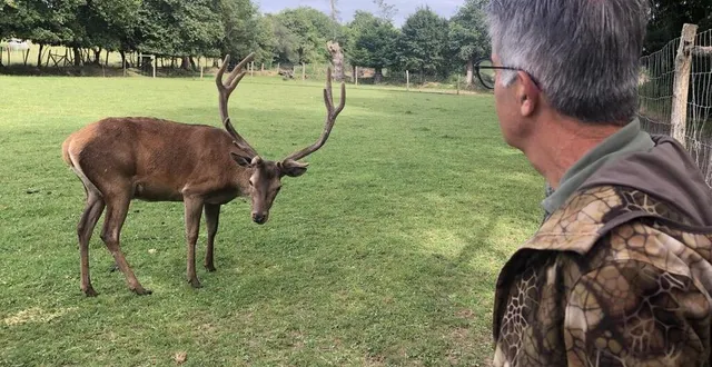 photo  juillet 2024, villaines-la-gonais. à l’heure du brame, ce cerf sait se faire entendre pour attirer les biches.  &copy;  le maine libre 