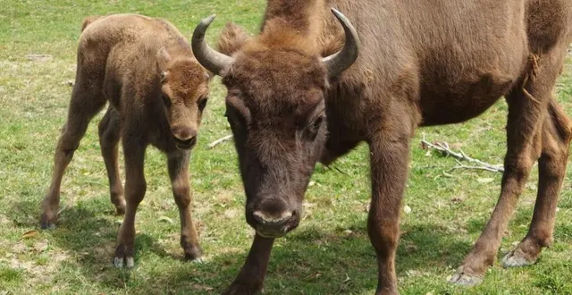 photo  un bison d’europe est né le 12 juin au parc animalier d’écouves, dans l’orne.  &copy;  parc animalier d’écouves 