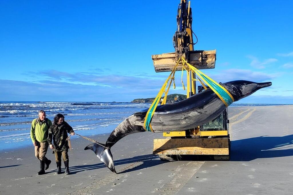 Incroyable découverte : la baleine la plus rare au monde, jamais vue ...