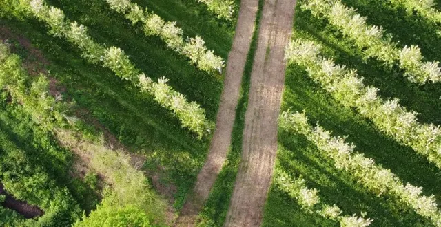 photo  le verger du domaine de la mare proposera deux visites pour les enfants, plus courtes.  &copy;  domaine de la mare 