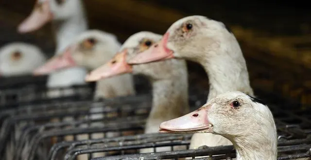 photo  l’association l214 porte plainte contre un élevage de canards du nord mayenne (photo d’illustration).  &copy;  archives ouest-france / franck dubray 