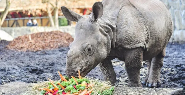 photo  kiran, femelle rhinocéros indien arrive au zoo de la flèche en ce mois de juillet 2024.  &copy;  zoo de wroclaw 