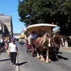 photo  le cheval sera mis à l’honneur, samedi, dans le bourg. 