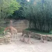 photo les girafes sont les vraies égéries du bioparc de doué.