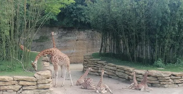 photo  les girafes sont les vraies égéries du bioparc de doué.  &copy;  émilie weynants 