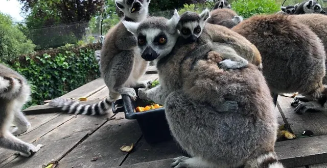 photo  les visiteurs du zoo de spay peuvent entrer dans certains enclos pour approcher discrètement les lémuriens ou wallabies.  &copy;  archives ouest-france 