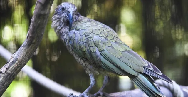 photo  le kéa est une espèce de perroquet aux capacités cognitives bluffantes. ils sont entre autres capables de reconstituer un puzzle pour enfant de 4 ans, à l’instar des grands singes.  &copy;  archives le maine libre – hervé petitbon 