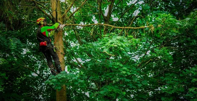 photo  l’élagueur veille à ce qu’aucune branche coupée ne soit oubliée en hauteur dans les arbres voisins.  &copy;  ouest-france 