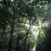 photo  la forêt fait partie intégrante du géoparc 