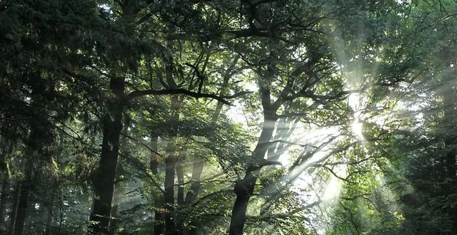 photo  la forêt fait partie intégrante du géoparc  &copy;  gérard houdou 