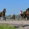 photo les huit courses de trot qui se dérouleront sur la piste de l’hippodrome des hunaudières au mans seront suivies d’un repas dansant et d’un feu d’artifice.