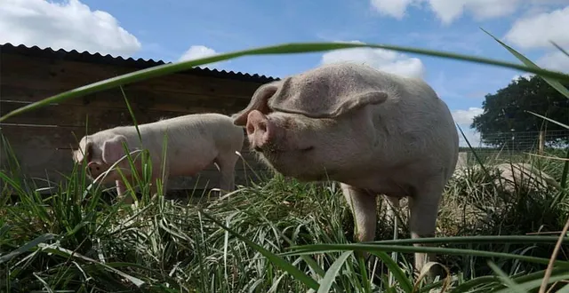 photo  le mot bacon n’est finalement pas l’anglicisme que l’on croit.  &copy;  archives ouest-france 