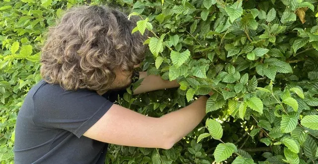 photo  dissimulées dans des arbres ou des haies, les cachettes sont parfois difficiles à débusquer.  &copy;  le maine libre 