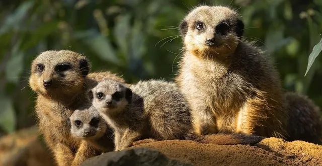 photo  tentez de passer une journée dans la peau d’un soigneur au zoo de pescheray  &copy;  fabrice jalla 