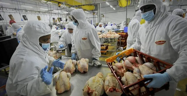photo  ldc pénètre un peu plus le marché de la volaille en pologne.  &copy;  archives le maine libre - denis lambert 