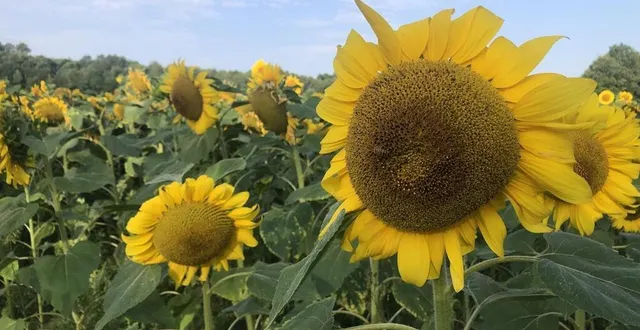 photo  les tournesols pourront profiter d’un début de mois d’août ensoleillé.  &copy;  le maine libre 