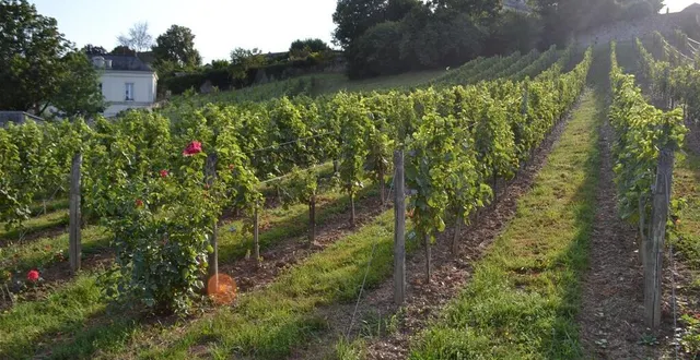 photo  un coteau bien ensoleillé à la fin du mois de juillet.  &copy;  le maine libre 