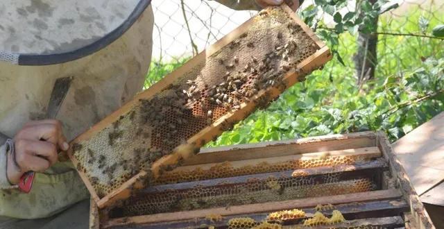 photo  les visiteurs de l’arche de la nature pourront acheter le miel local lors de la fête des confitures, le 18 août 2024.  &copy;  archives ouest-france 