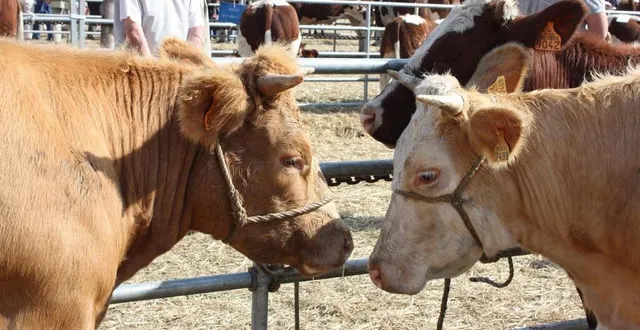 photo  les comices sont un moment fort du canton et de l’intercommunalité, mais aussi un événement festif.  &copy;  archives le maine libre 