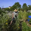 photo le mans, jeudi 1er août 2024. dans les jardins familiaux près du cimetière de l’ouest, on distingue la ville, mais l’ambiance est définitivement pastorale.