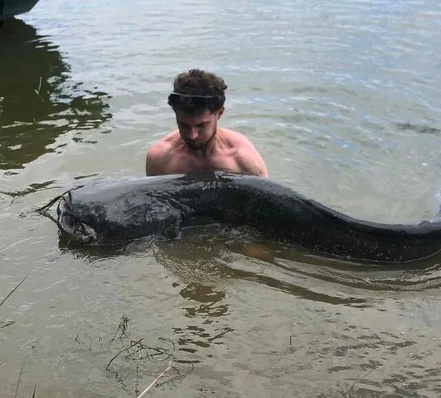 photo le silure a été capturé en bord de loire par clément.  ©  photo clément carré