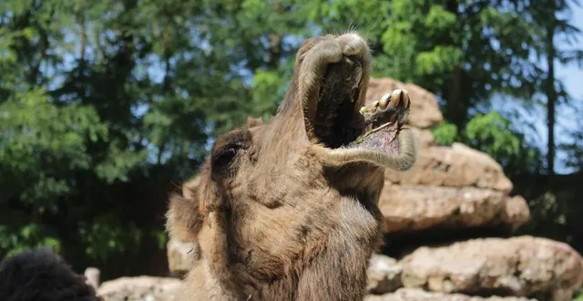 photo  la flèche, jeudi 8 août 2024. un petit sourire ! des dromadaires occupent l’ancien enclos des girafes depuis cet été au zoo de la flèche.  &copy;  le maine libre 